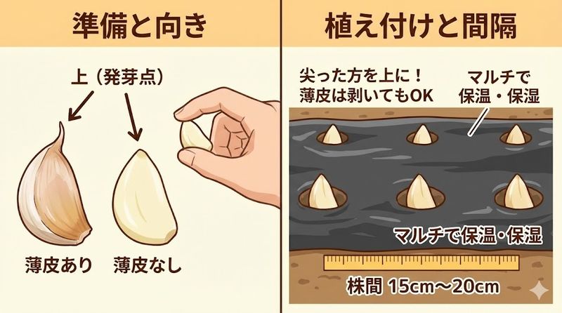 2.にんにくを植え付ける正しい向きと方法