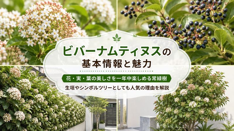 1.ビバーナムティヌスとは?基本の特徴と魅力